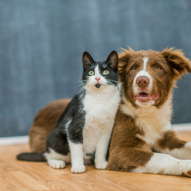 Pets
