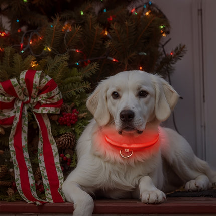 LED Glow-in-the-Dark Dog Collar