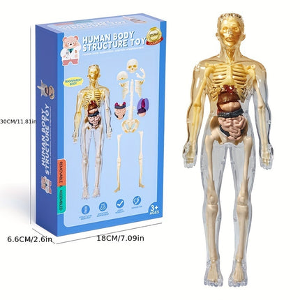 3D Skeletal Educational Toy