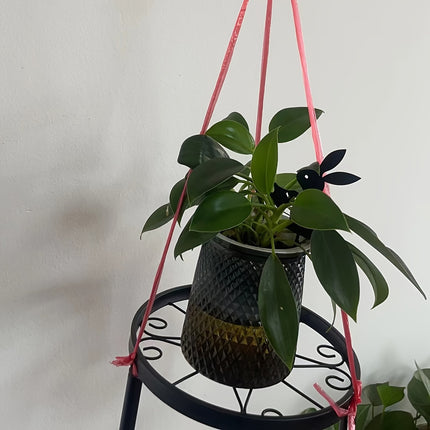 Bird Silhouette Wall Hook - Charming Planter Hanger