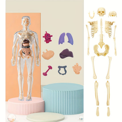 3D Skeletal Educational Toy