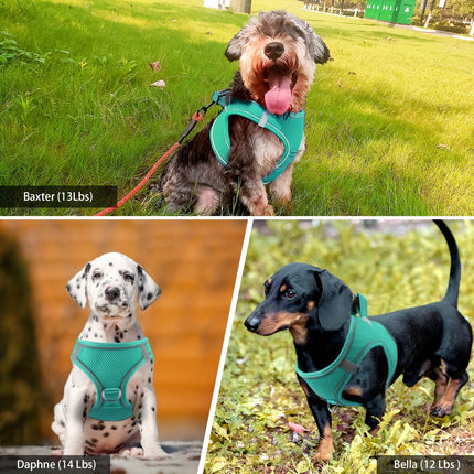 Reflective Dog Harness & Leash - Monti Bargains