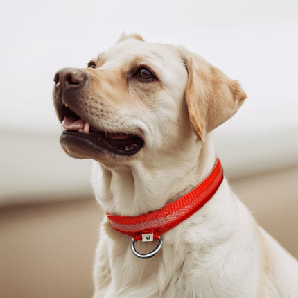 LED Glow-in-the-Dark Dog Collar