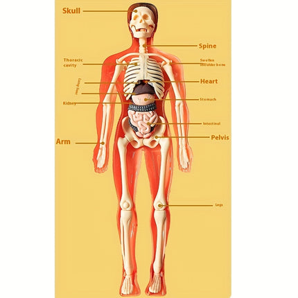 3D Skeletal Educational Toy