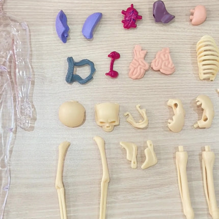 3D Skeletal Educational Toy