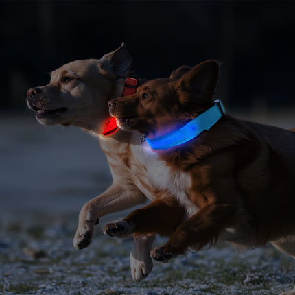 LED Glow-in-the-Dark Dog Collar