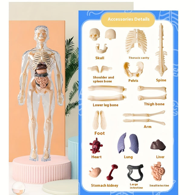 3D Skeletal Educational Toy