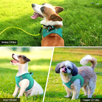 Reflective Dog Harness & Leash - Monti Bargains